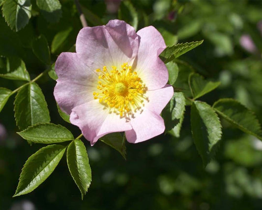 Rosa Canina