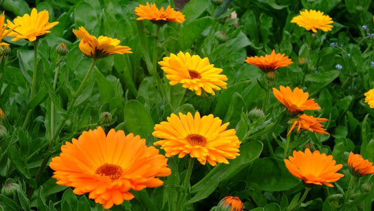 Calendula